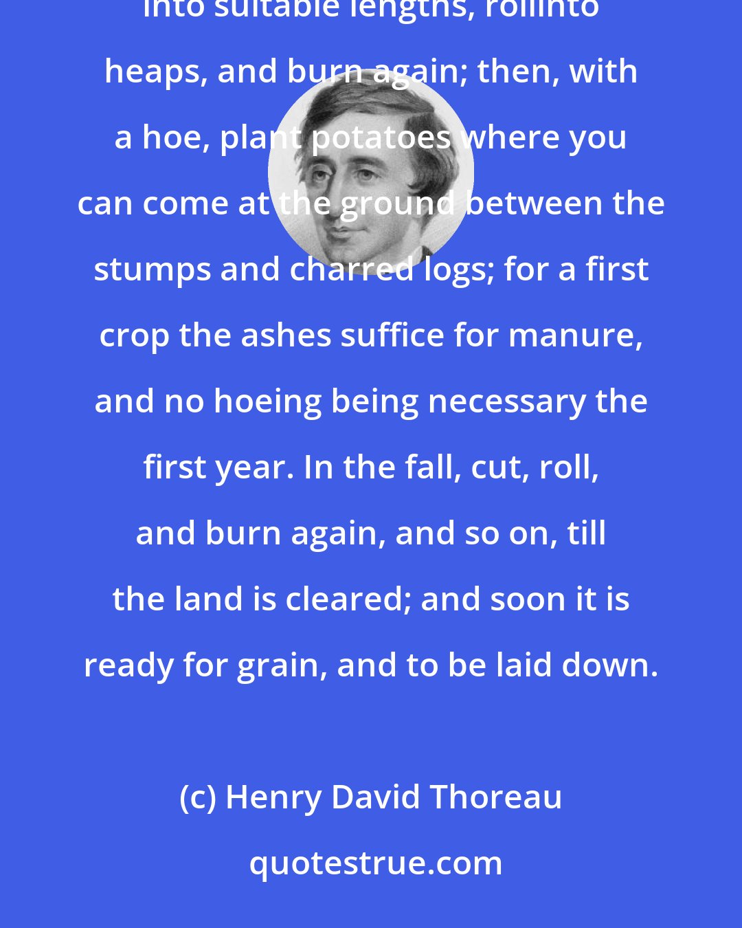 Henry David Thoreau: The mode of clearing and planting is to fell the trees, and burn once what will burn, then cut them up into suitable lengths, rollinto heaps, and burn again; then, with a hoe, plant potatoes where you can come at the ground between the stumps and charred logs; for a first crop the ashes suffice for manure, and no hoeing being necessary the first year. In the fall, cut, roll, and burn again, and so on, till the land is cleared; and soon it is ready for grain, and to be laid down.