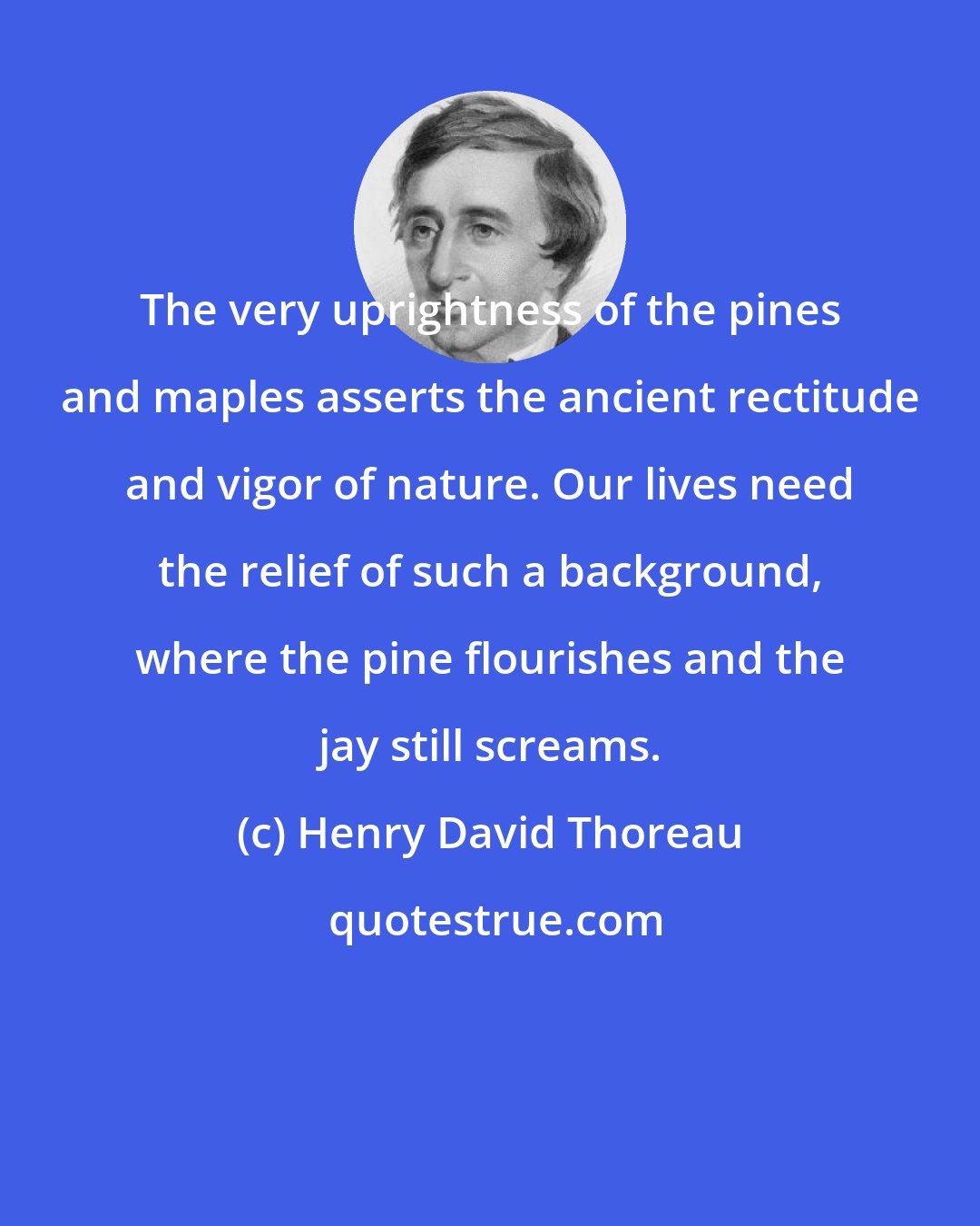 Henry David Thoreau: The very uprightness of the pines and maples asserts the ancient rectitude and vigor of nature. Our lives need the relief of such a background, where the pine flourishes and the jay still screams.