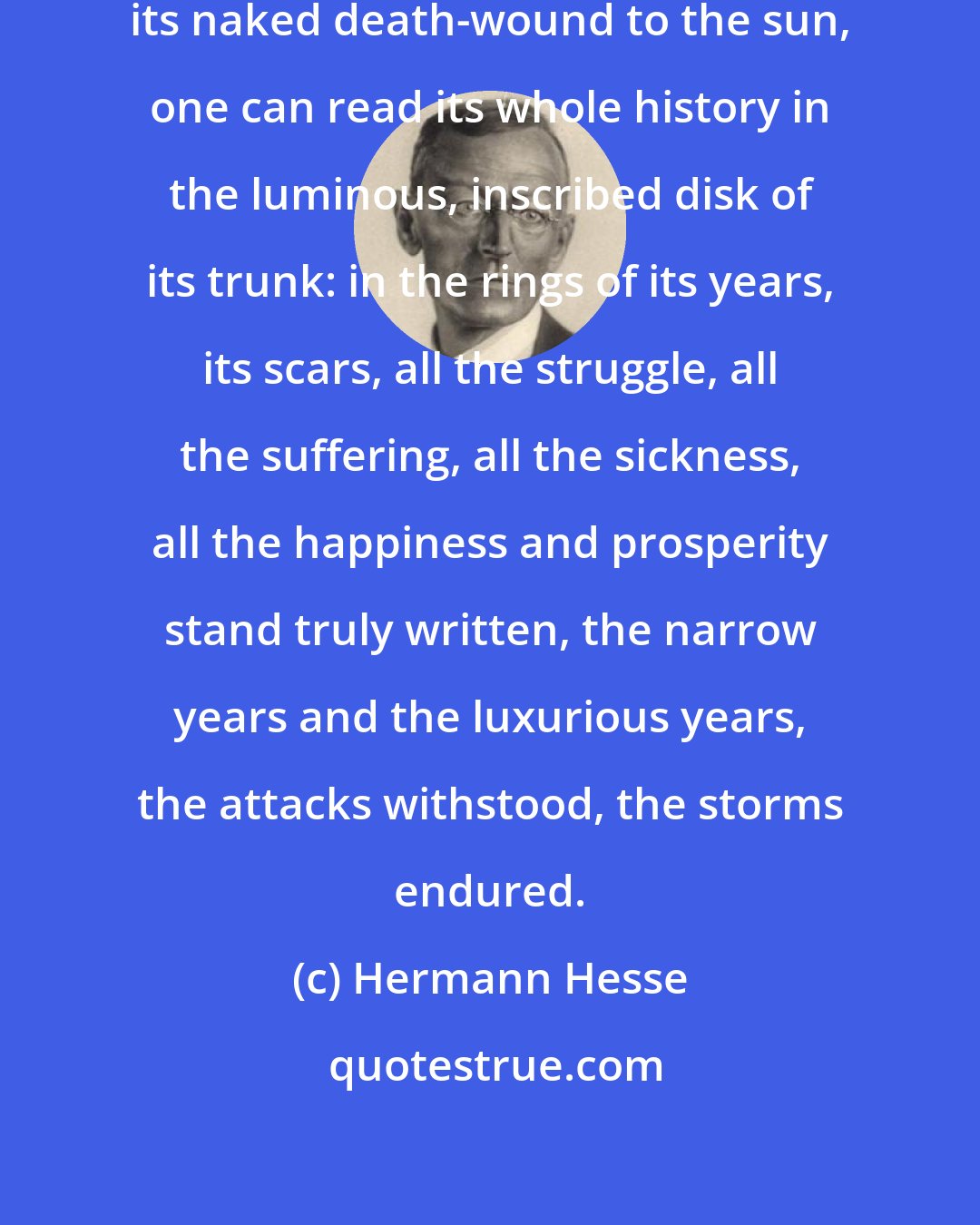 Hermann Hesse: When a tree is cut down and reveals its naked death-wound to the sun, one can read its whole history in the luminous, inscribed disk of its trunk: in the rings of its years, its scars, all the struggle, all the suffering, all the sickness, all the happiness and prosperity stand truly written, the narrow years and the luxurious years, the attacks withstood, the storms endured.