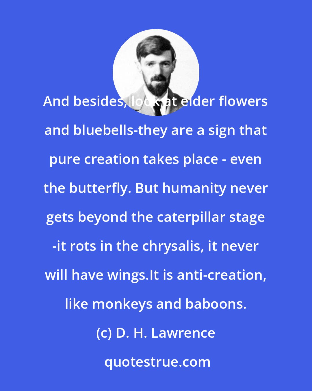 D. H. Lawrence: And besides, look at elder flowers and bluebells-they are a sign that pure creation takes place - even the butterfly. But humanity never gets beyond the caterpillar stage -it rots in the chrysalis, it never will have wings.It is anti-creation, like monkeys and baboons.