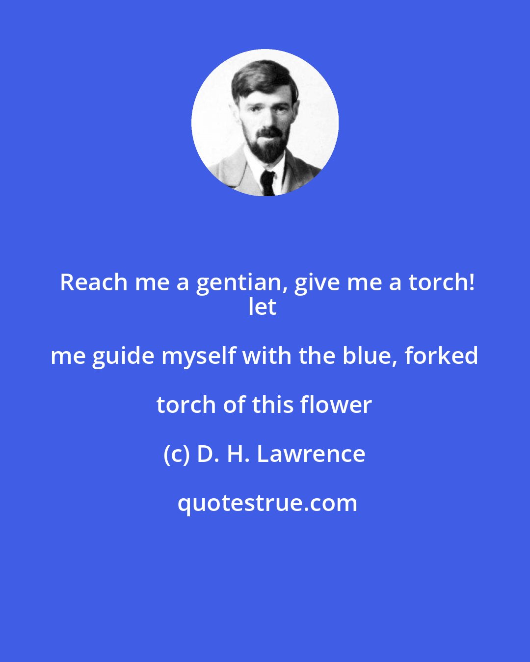 D. H. Lawrence: Reach me a gentian, give me a torch!
let me guide myself with the blue, forked torch of this flower