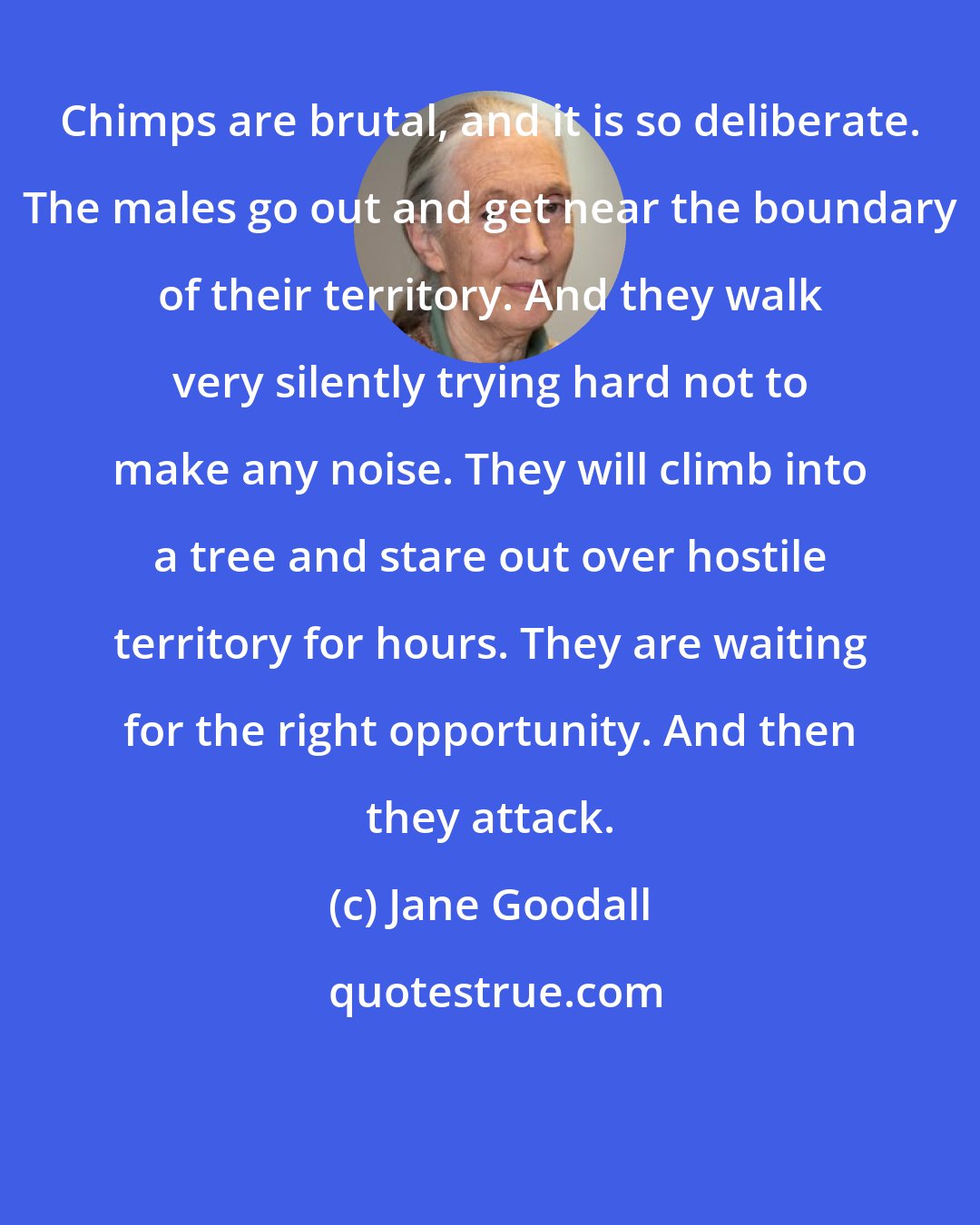 Jane Goodall: Chimps are brutal, and it is so deliberate. The males go out and get near the boundary of their territory. And they walk very silently trying hard not to make any noise. They will climb into a tree and stare out over hostile territory for hours. They are waiting for the right opportunity. And then they attack.