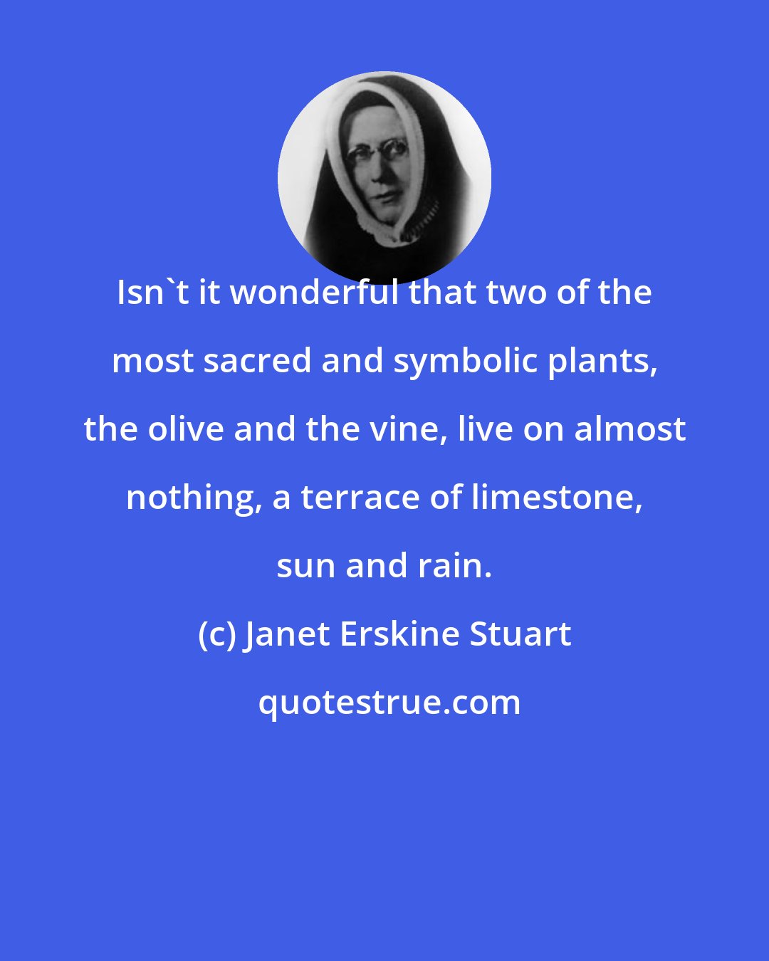 Janet Erskine Stuart: Isn't it wonderful that two of the most sacred and symbolic plants, the olive and the vine, live on almost nothing, a terrace of limestone, sun and rain.