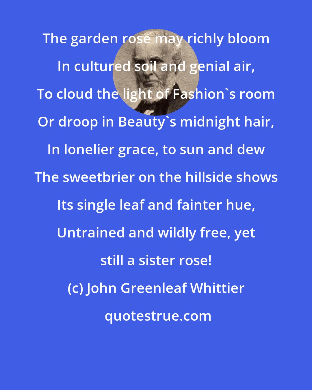 John Greenleaf Whittier: The garden rose may richly bloom In cultured soil and genial air, To cloud the light of Fashion's room Or droop in Beauty's midnight hair, In lonelier grace, to sun and dew The sweetbrier on the hillside shows Its single leaf and fainter hue, Untrained and wildly free, yet still a sister rose!