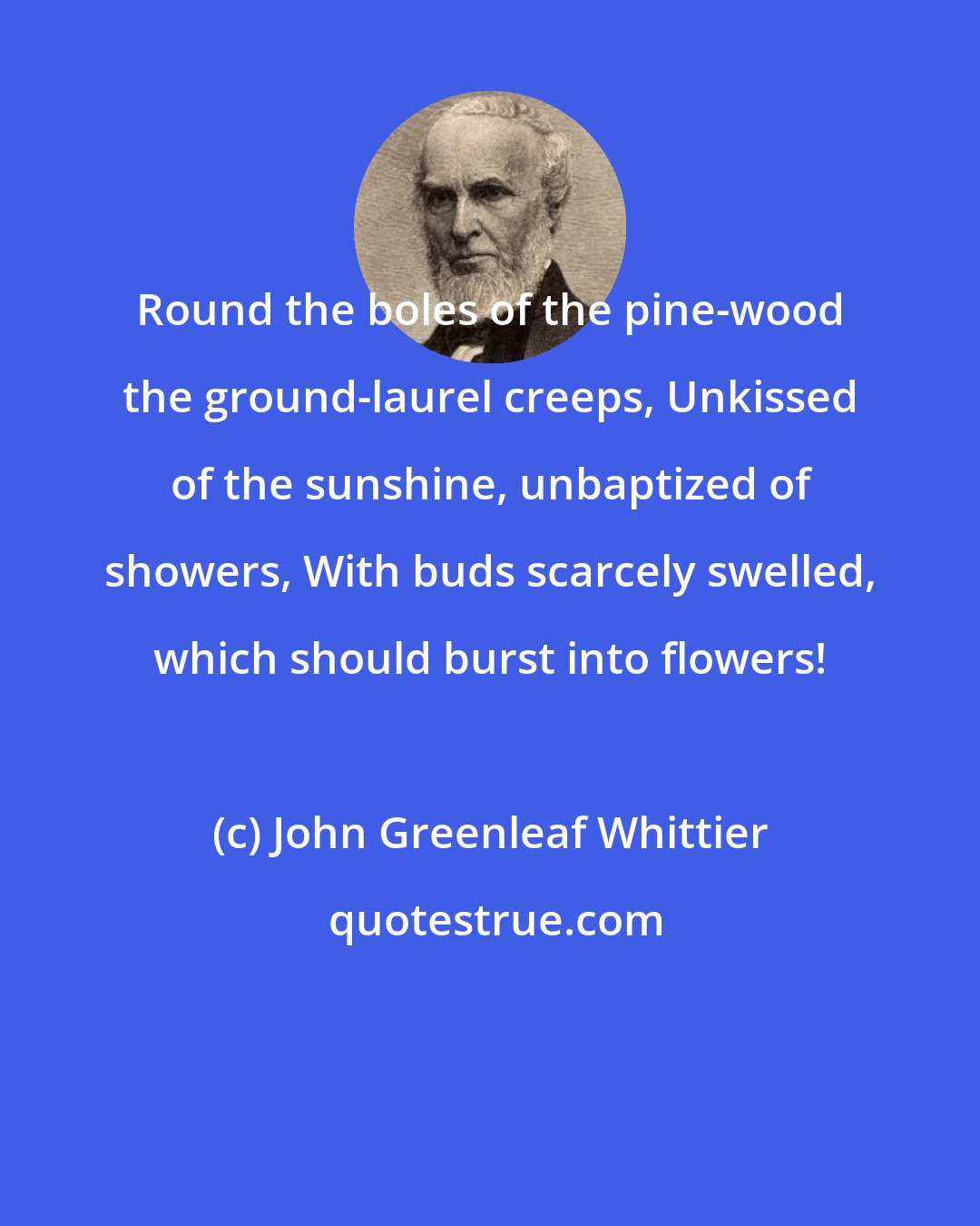 John Greenleaf Whittier: Round the boles of the pine-wood the ground-laurel creeps, Unkissed of the sunshine, unbaptized of showers, With buds scarcely swelled, which should burst into flowers!