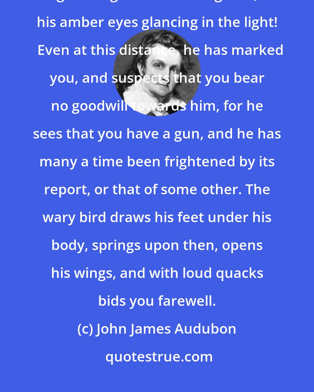 John James Audubon: Look at that mallard as he floats on the lake; see his elevated head glittering with emerald green, his amber eyes glancing in the light!   Even at this distance, he has marked you, and suspects that you bear no goodwill towards him, for he sees that you have a gun, and he has many a time been frightened by its report, or that of some other. The wary bird draws his feet under his body, springs upon then, opens his wings, and with loud quacks bids you farewell.
