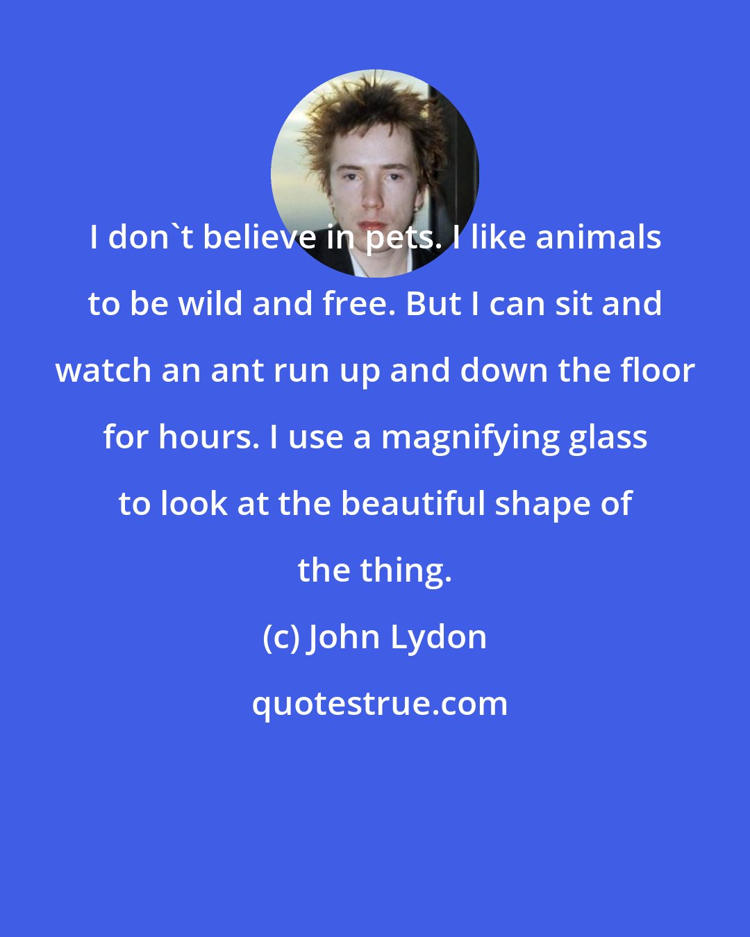 John Lydon: I don't believe in pets. I like animals to be wild and free. But I can sit and watch an ant run up and down the floor for hours. I use a magnifying glass to look at the beautiful shape of the thing.