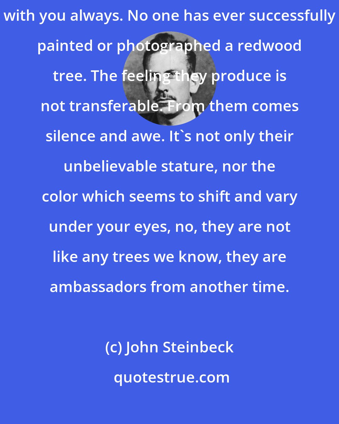 John Steinbeck: The redwoods, once seen, leave a mark or create a vision that stays with you always. No one has ever successfully painted or photographed a redwood tree. The feeling they produce is not transferable. From them comes silence and awe. It's not only their unbelievable stature, nor the color which seems to shift and vary under your eyes, no, they are not like any trees we know, they are ambassadors from another time.