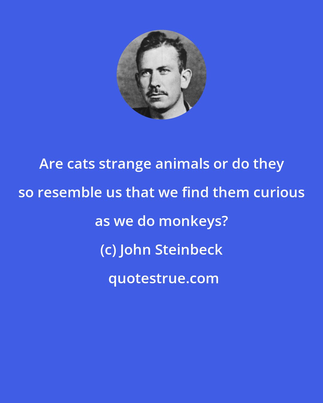 John Steinbeck: Are cats strange animals or do they so resemble us that we find them curious as we do monkeys?