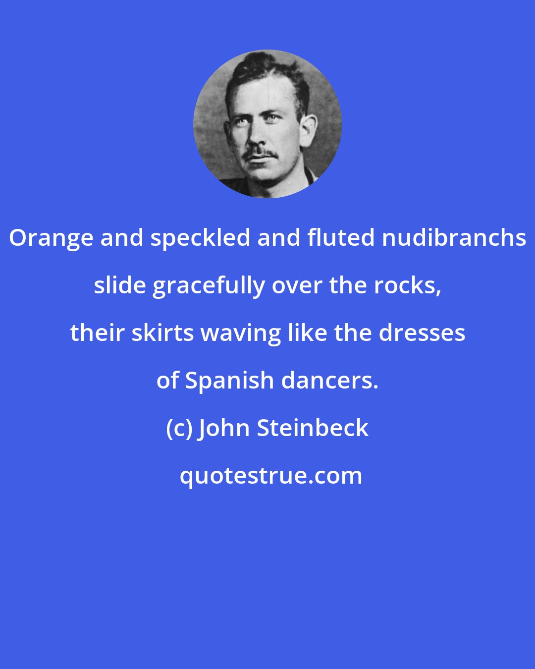 John Steinbeck: Orange and speckled and fluted nudibranchs slide gracefully over the rocks, their skirts waving like the dresses of Spanish dancers.