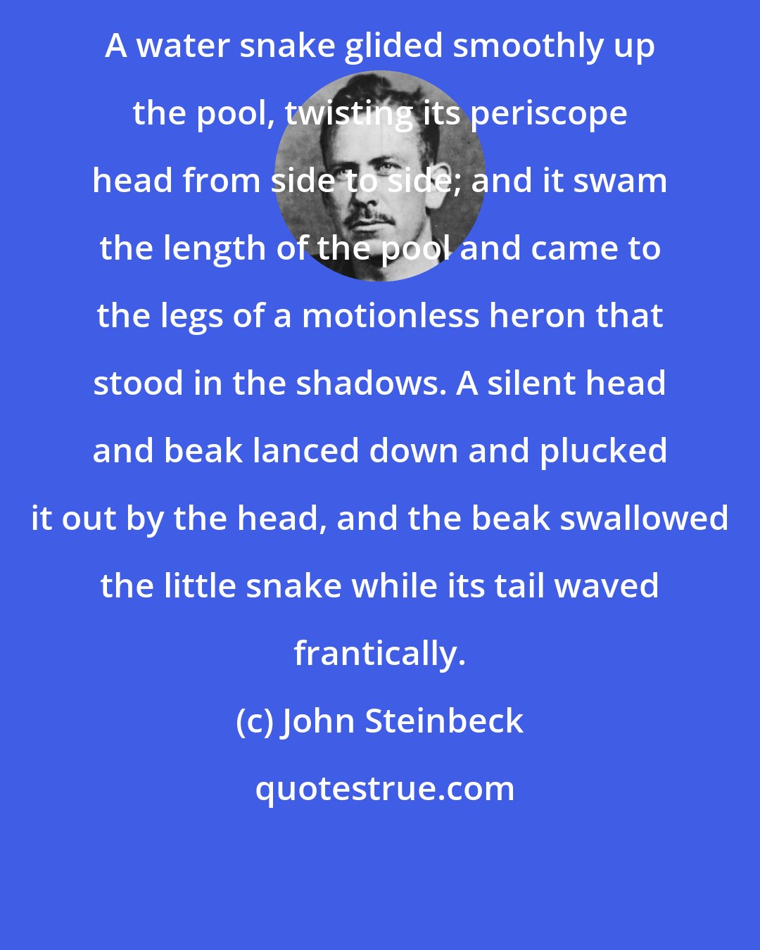 John Steinbeck: A water snake glided smoothly up the pool, twisting its periscope head from side to side; and it swam the length of the pool and came to the legs of a motionless heron that stood in the shadows. A silent head and beak lanced down and plucked it out by the head, and the beak swallowed the little snake while its tail waved frantically.