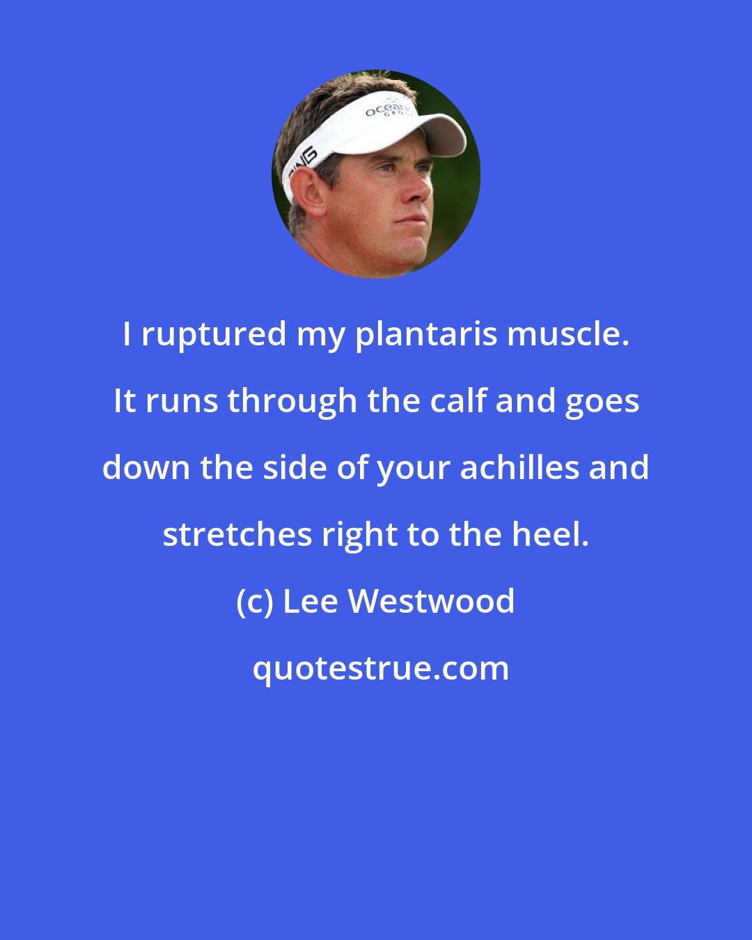 Lee Westwood: I ruptured my plantaris muscle. It runs through the calf and goes down the side of your achilles and stretches right to the heel.