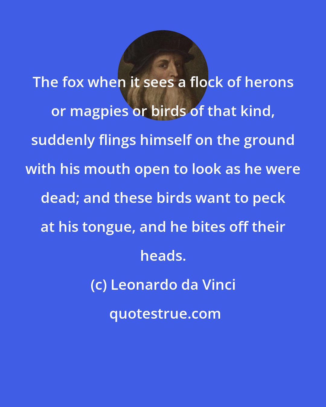 Leonardo da Vinci: The fox when it sees a flock of herons or magpies or birds of that kind, suddenly flings himself on the ground with his mouth open to look as he were dead; and these birds want to peck at his tongue, and he bites off their heads.