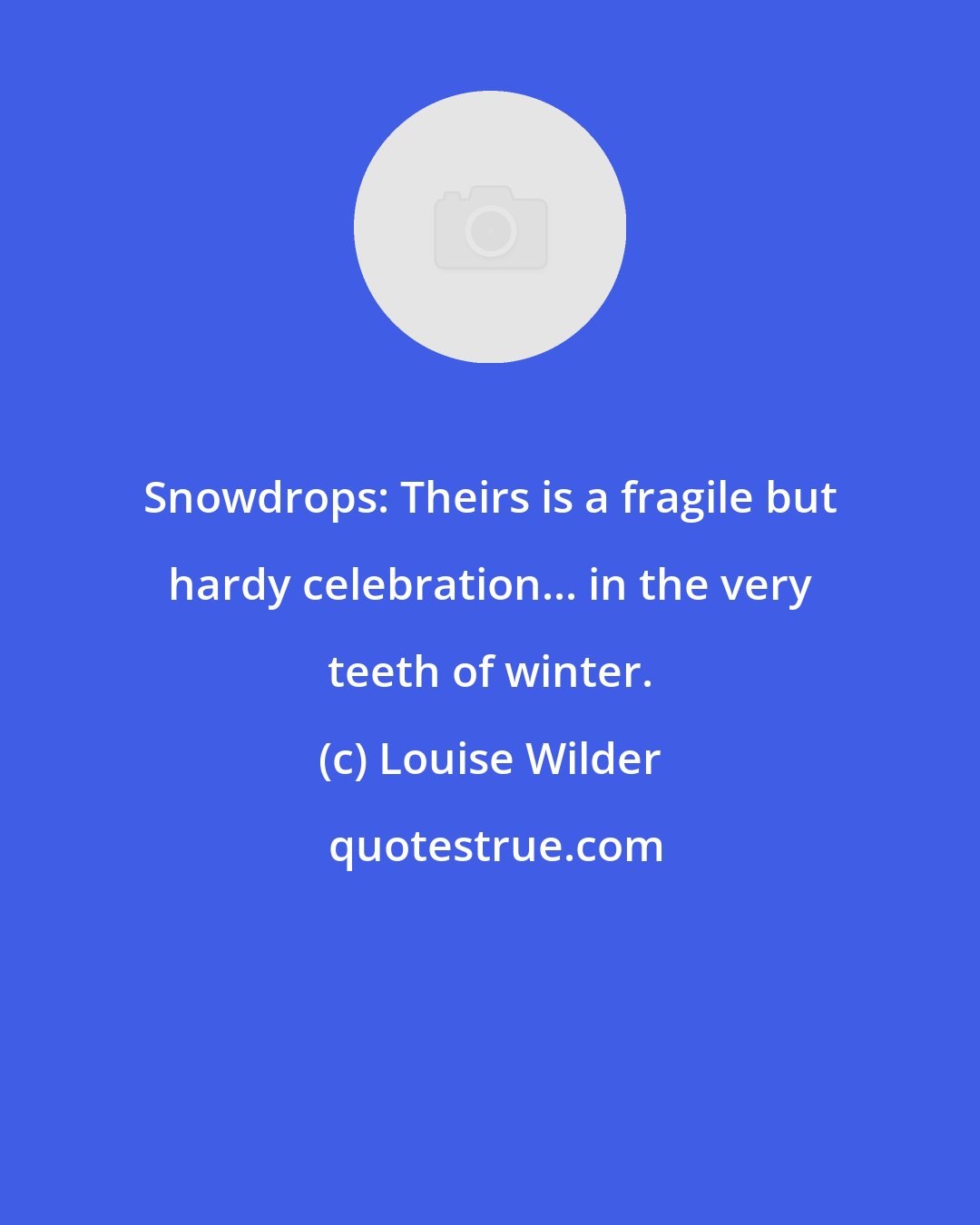 Louise Wilder: Snowdrops: Theirs is a fragile but hardy celebration... in the very teeth of winter.