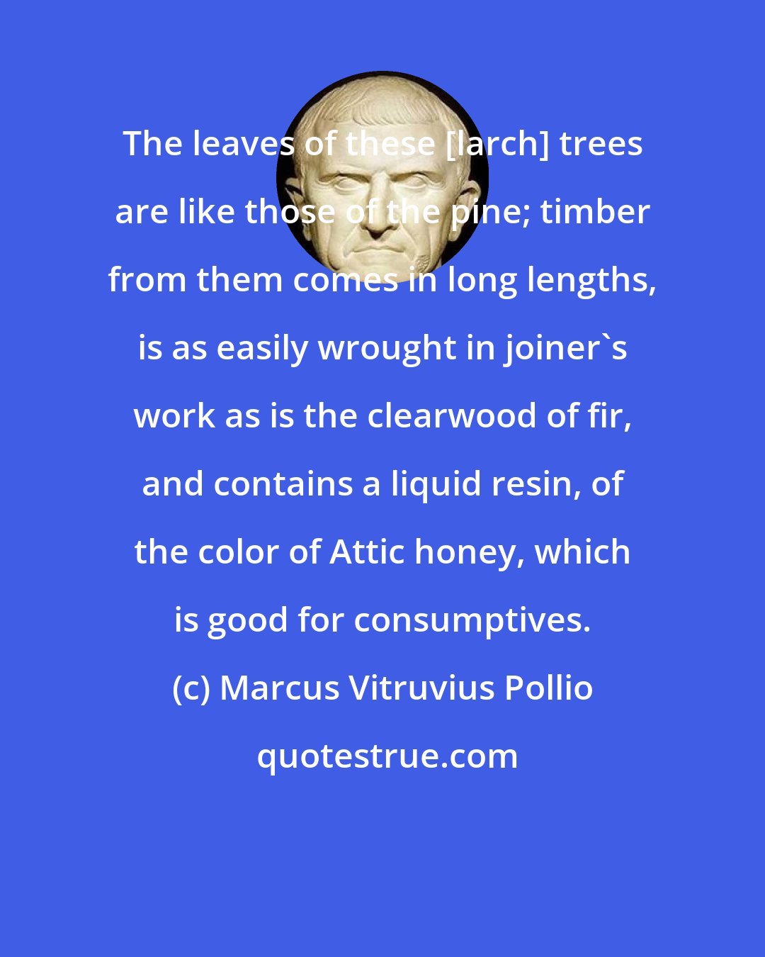 Marcus Vitruvius Pollio: The leaves of these [larch] trees are like those of the pine; timber from them comes in long lengths, is as easily wrought in joiner's work as is the clearwood of fir, and contains a liquid resin, of the color of Attic honey, which is good for consumptives.