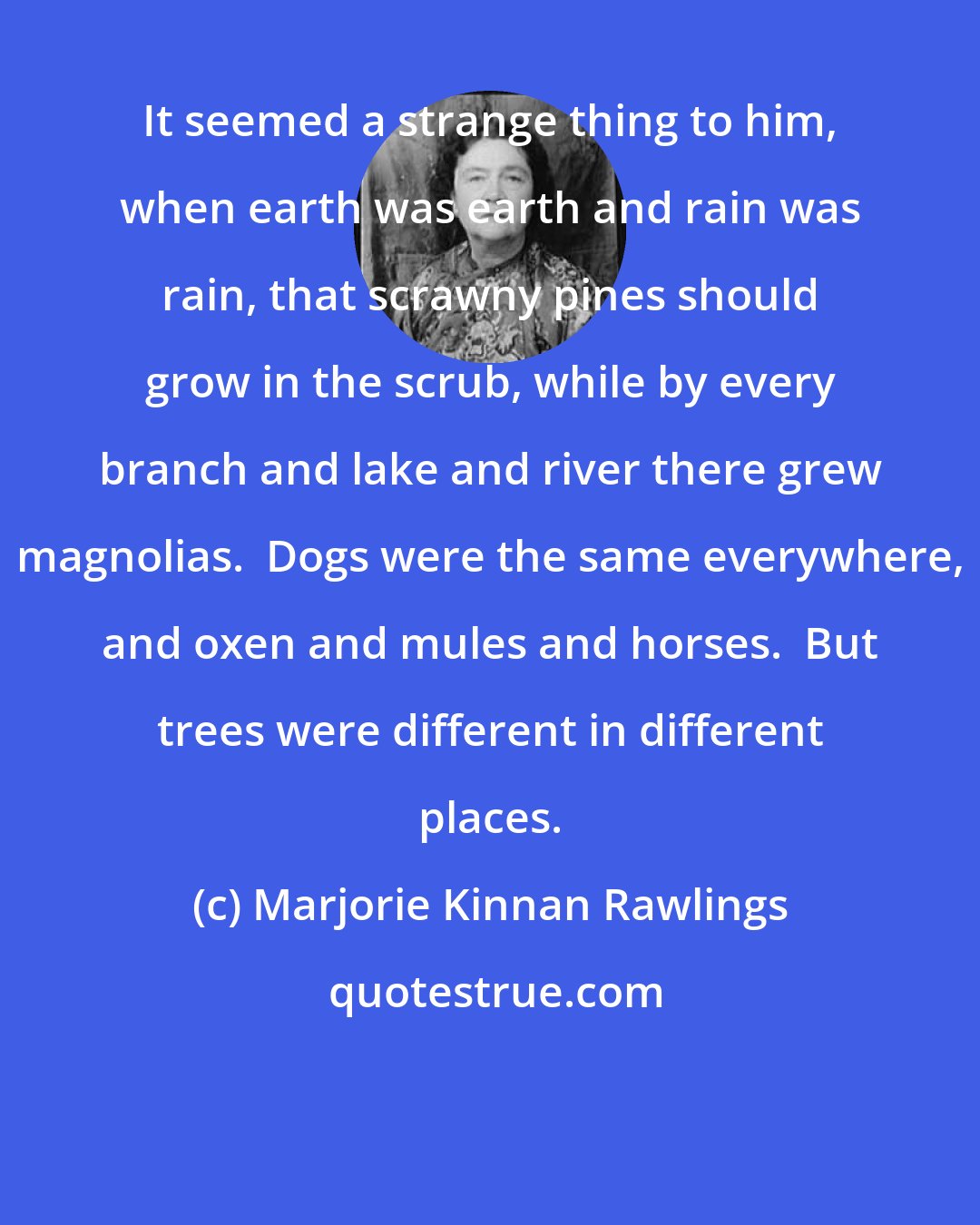 Marjorie Kinnan Rawlings: It seemed a strange thing to him, when earth was earth and rain was rain, that scrawny pines should grow in the scrub, while by every branch and lake and river there grew magnolias.  Dogs were the same everywhere, and oxen and mules and horses.  But trees were different in different places.