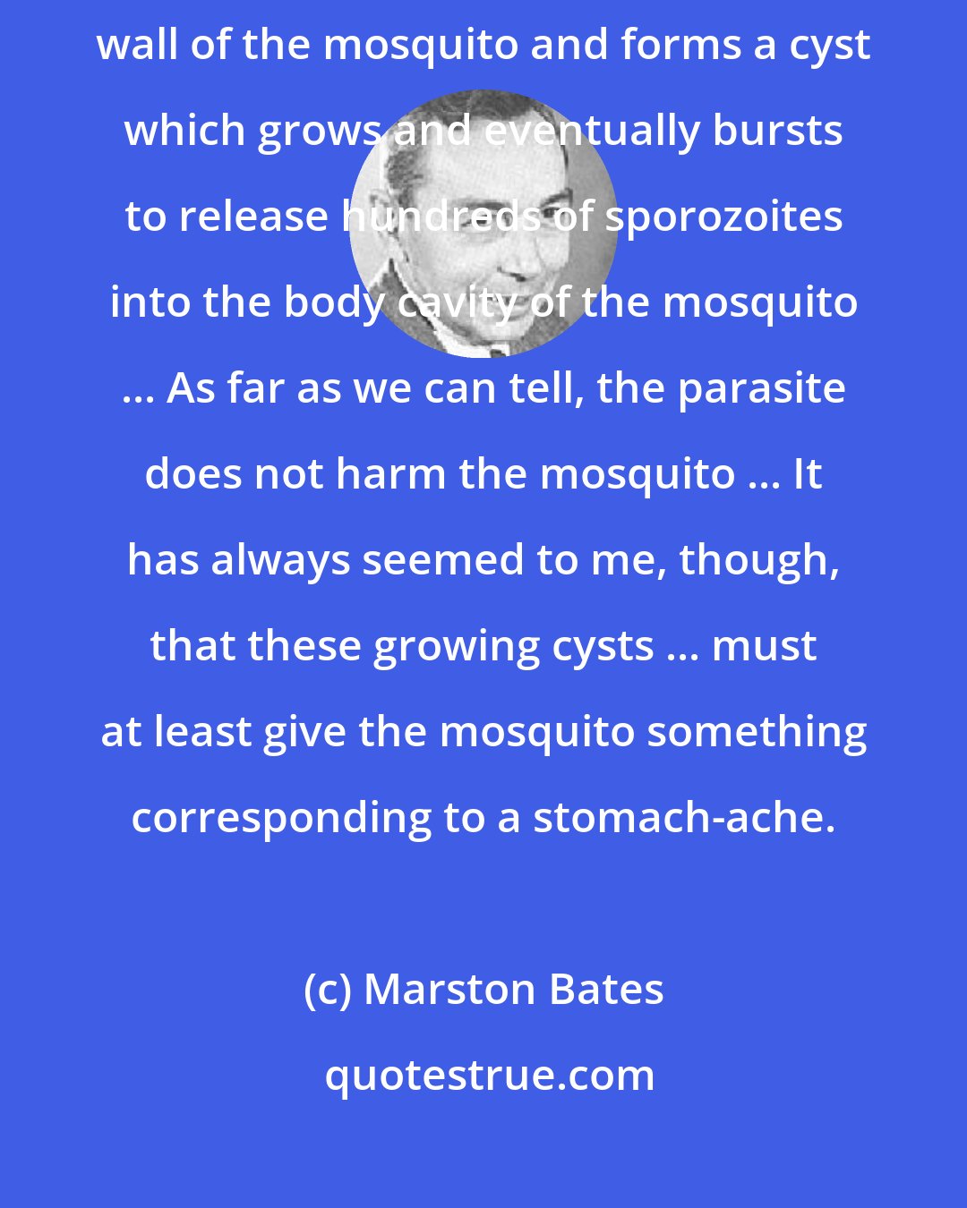 Marston Bates: The parasite that causes malaria edges through the cells of the stomach wall of the mosquito and forms a cyst which grows and eventually bursts to release hundreds of sporozoites into the body cavity of the mosquito ... As far as we can tell, the parasite does not harm the mosquito ... It has always seemed to me, though, that these growing cysts ... must at least give the mosquito something corresponding to a stomach-ache.