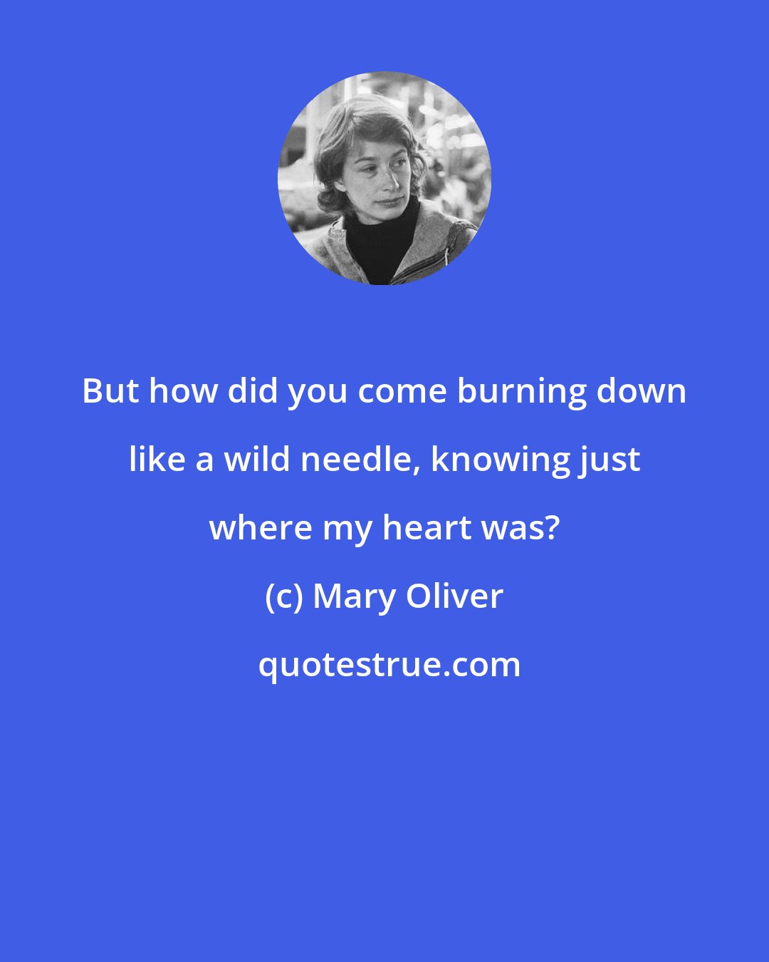 Mary Oliver: But how did you come burning down like a wild needle, knowing just where my heart was?