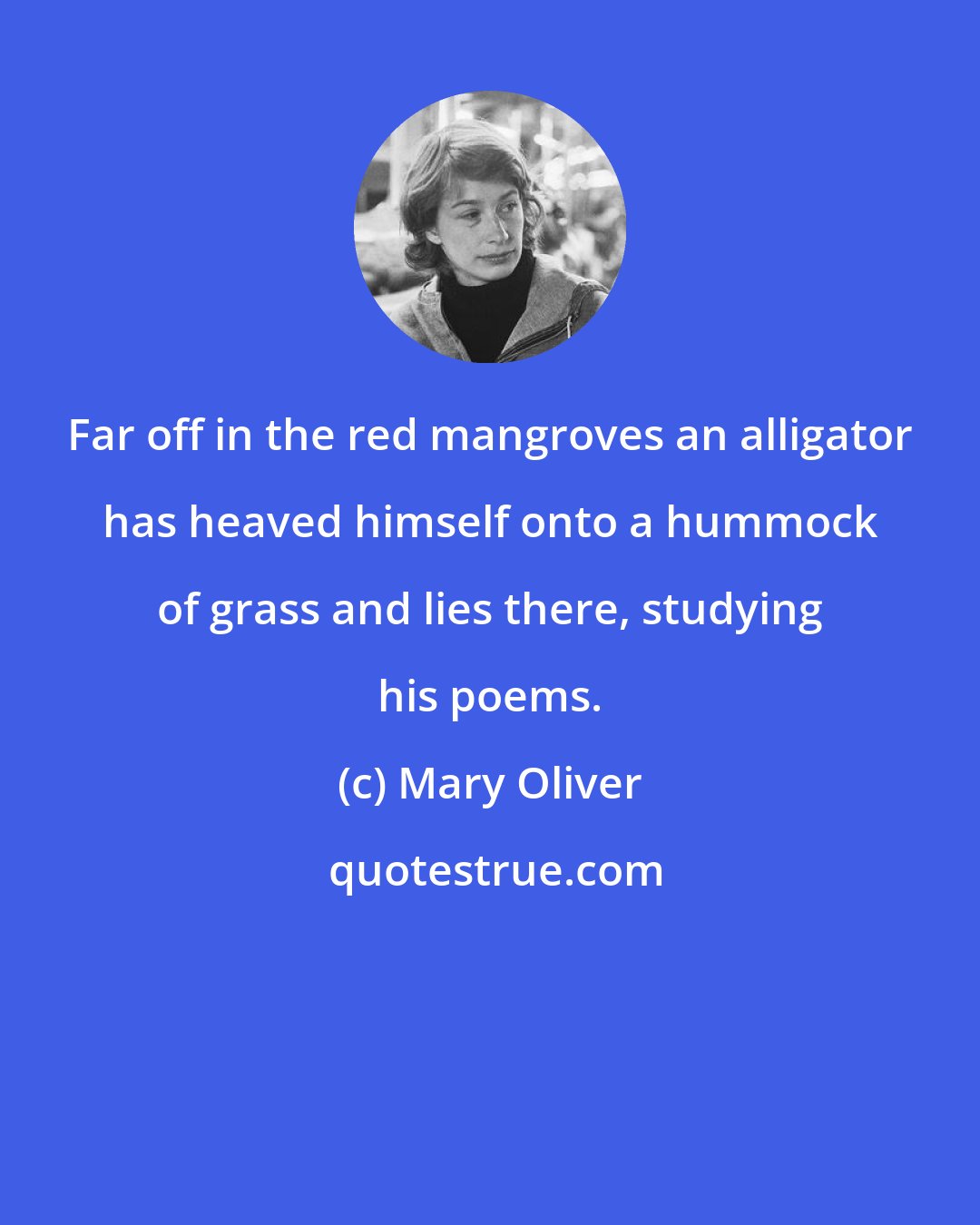Mary Oliver: Far off in the red mangroves an alligator has heaved himself onto a hummock of grass and lies there, studying his poems.