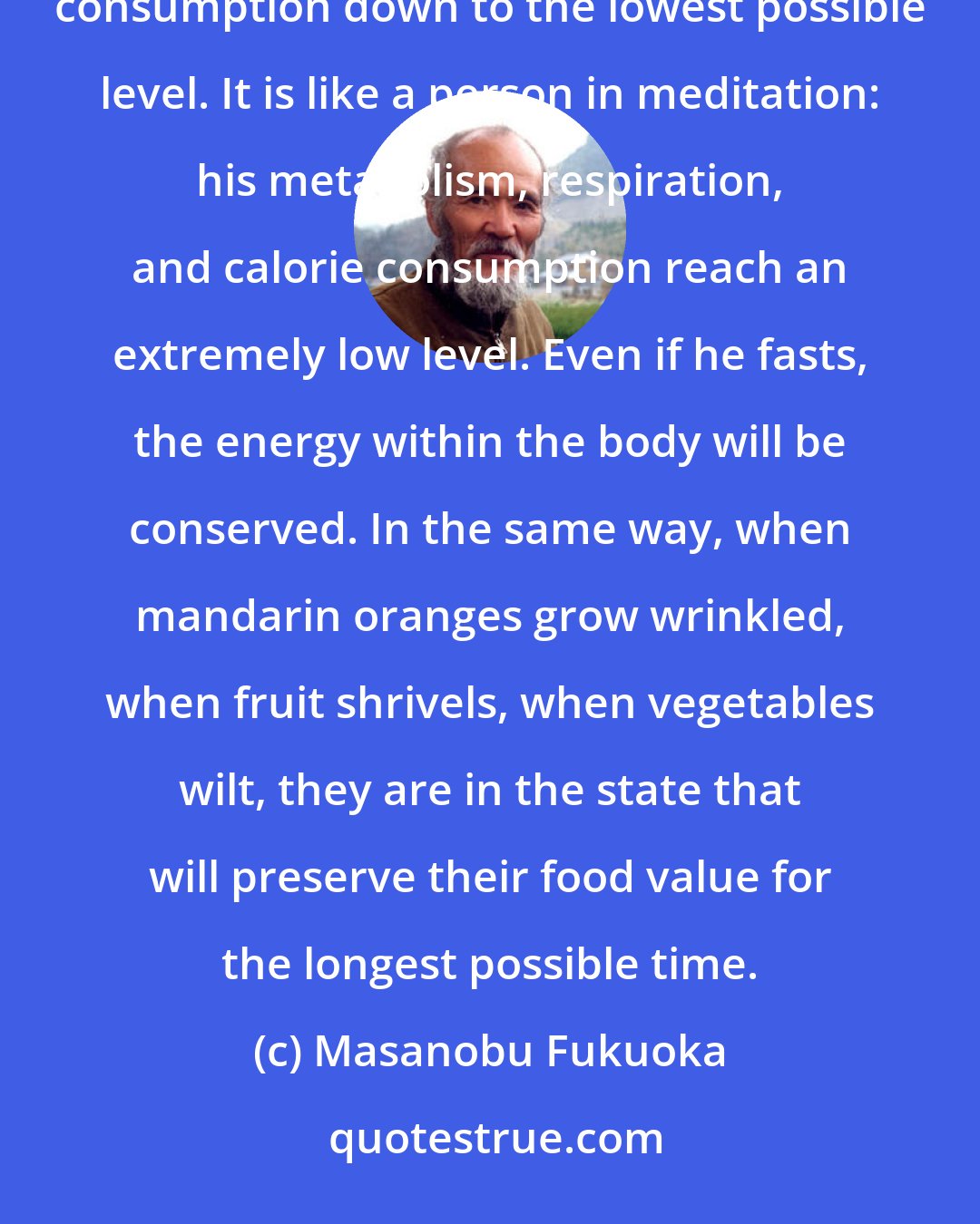 Masanobu Fukuoka: Speaking biologically, fruit in a slightly shriveled state is holding its respiration and energy consumption down to the lowest possible level. It is like a person in meditation: his metabolism, respiration, and calorie consumption reach an extremely low level. Even if he fasts, the energy within the body will be conserved. In the same way, when mandarin oranges grow wrinkled, when fruit shrivels, when vegetables wilt, they are in the state that will preserve their food value for the longest possible time.