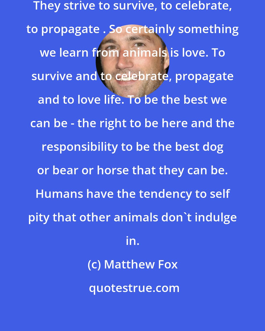 Matthew Fox: Animals love. They love their being. They strive to survive, to celebrate, to propagate . So certainly something we learn from animals is love. To survive and to celebrate, propagate and to love life. To be the best we can be - the right to be here and the responsibility to be the best dog or bear or horse that they can be. Humans have the tendency to self pity that other animals don't indulge in.