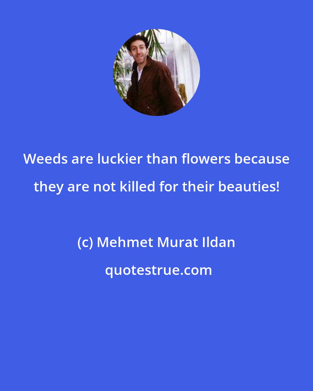 Mehmet Murat Ildan: Weeds are luckier than flowers because they are not killed for their beauties!