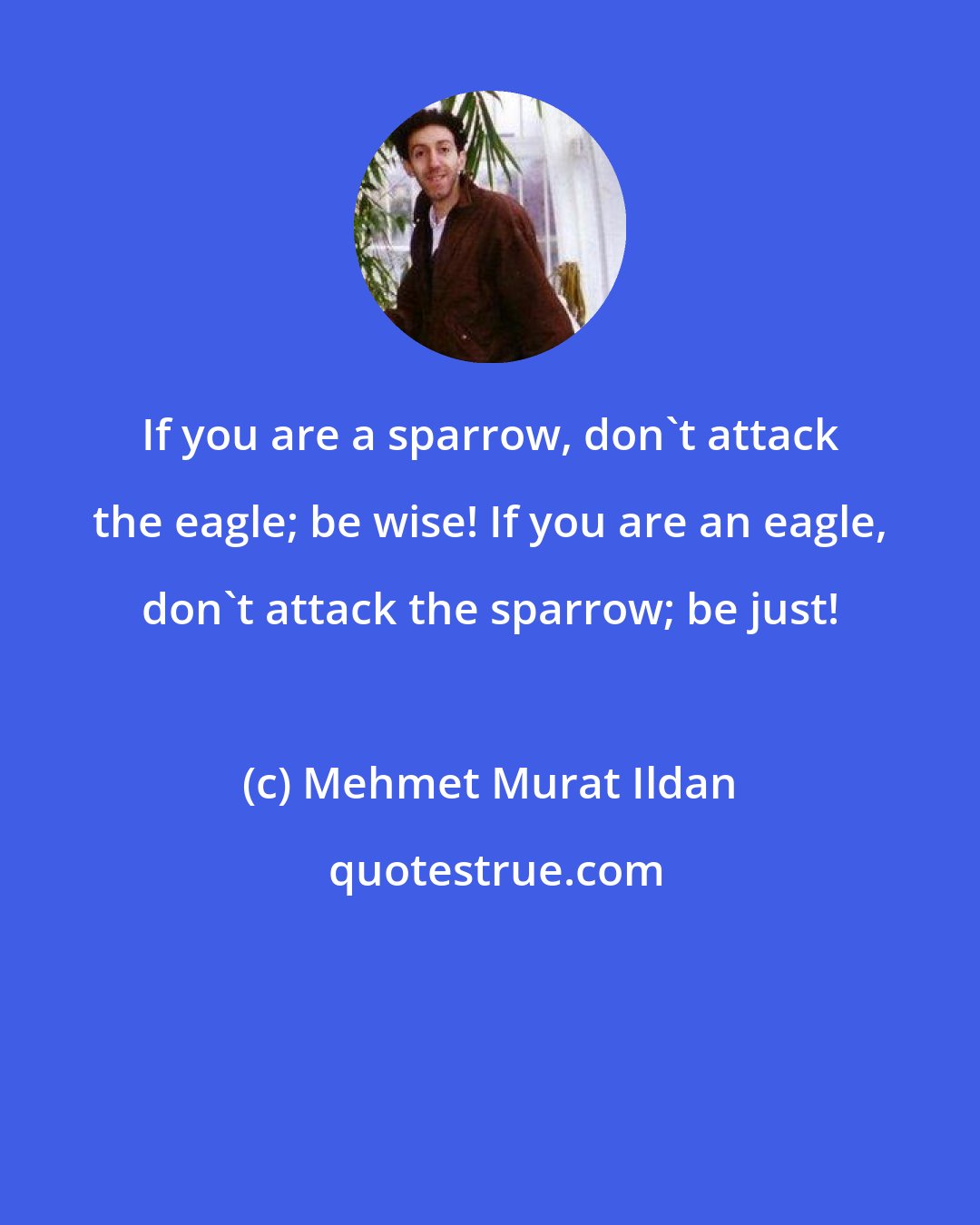 Mehmet Murat Ildan: If you are a sparrow, don't attack the eagle; be wise! If you are an eagle, don't attack the sparrow; be just!